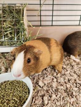 Rescue Guinea Pig Guinea Pigs for Adoption in Healdsburg, California - Coolatta | PetCurious